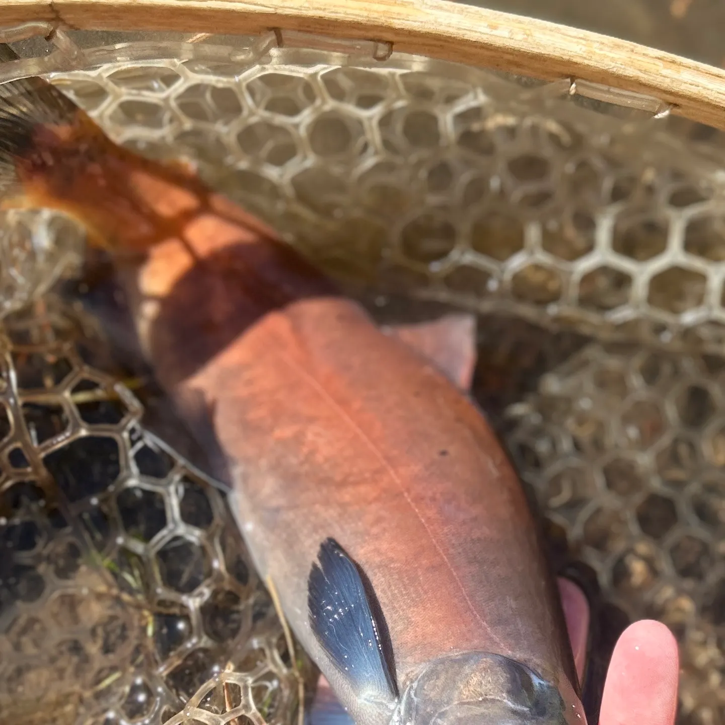 Sockeye salmon caught on Fishbrain