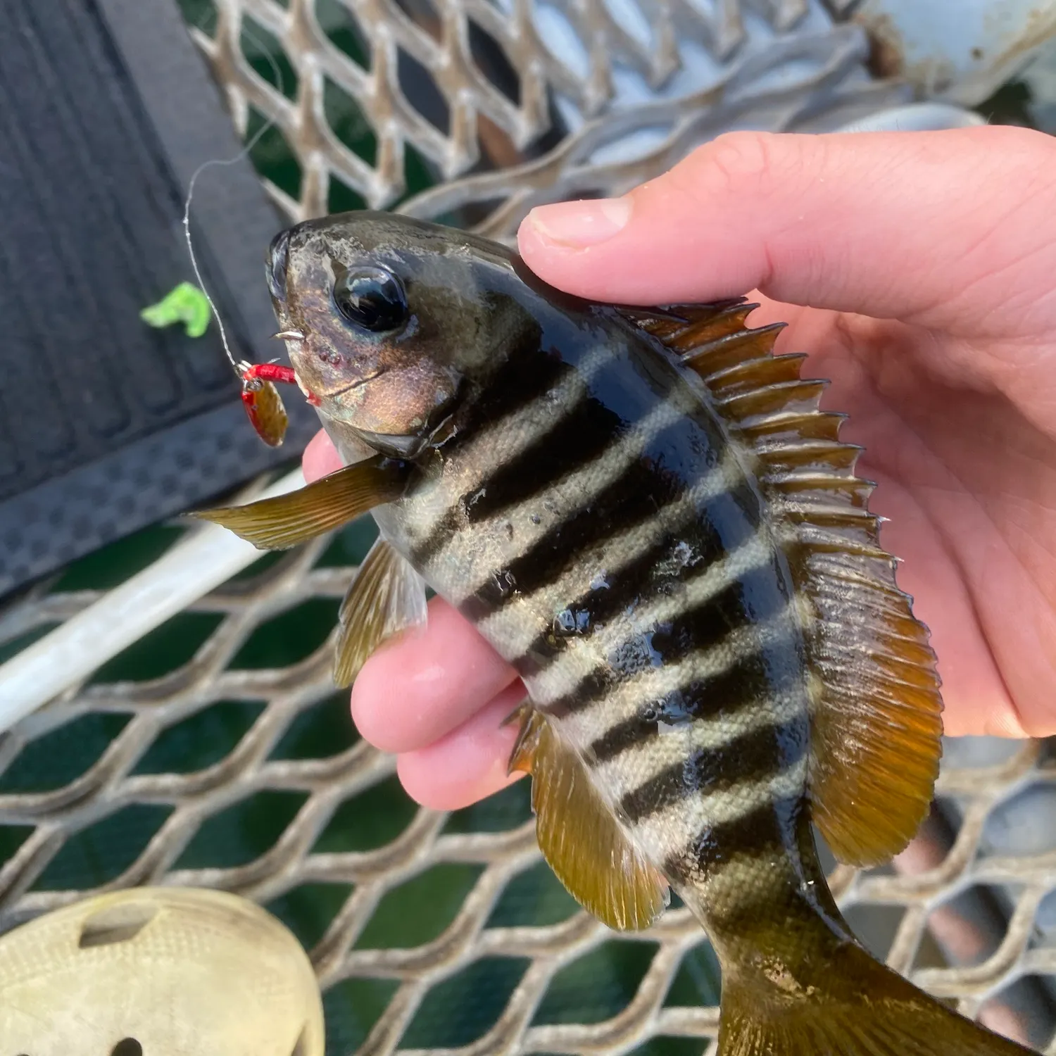 The most recent Zebra fish catches on Fishbrain