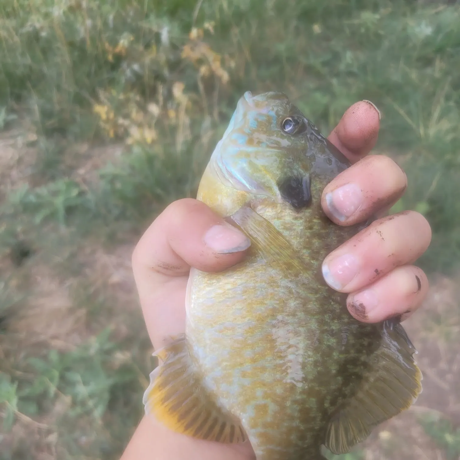 Fish caught on Fishbrain