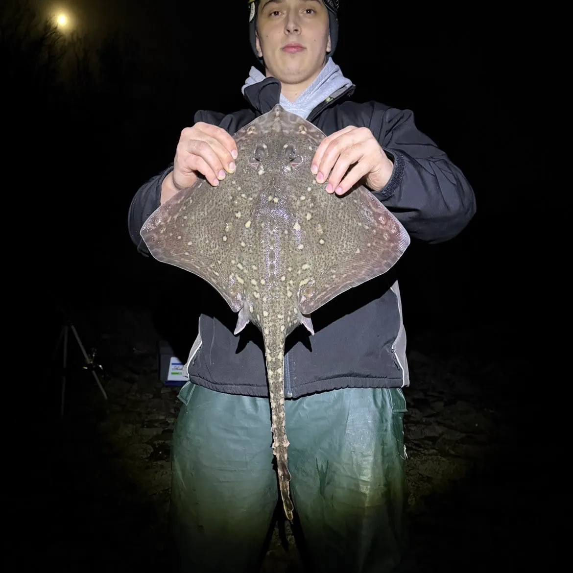 The most recent Thornback ray catches on Fishbrain
