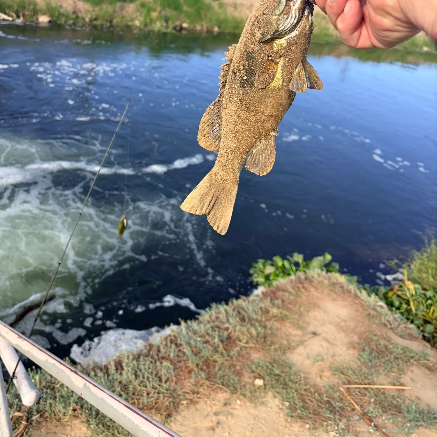Fish caught on Fishbrain