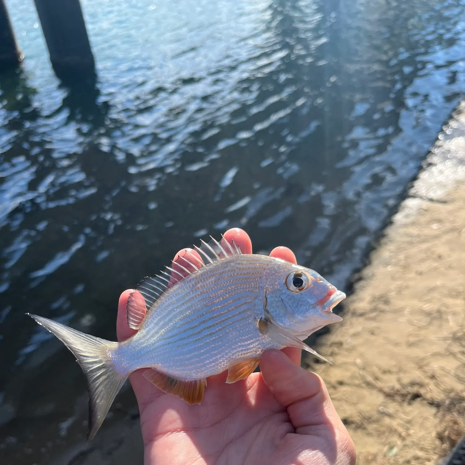 The most recent Goldlined seabream catches on Fishbrain