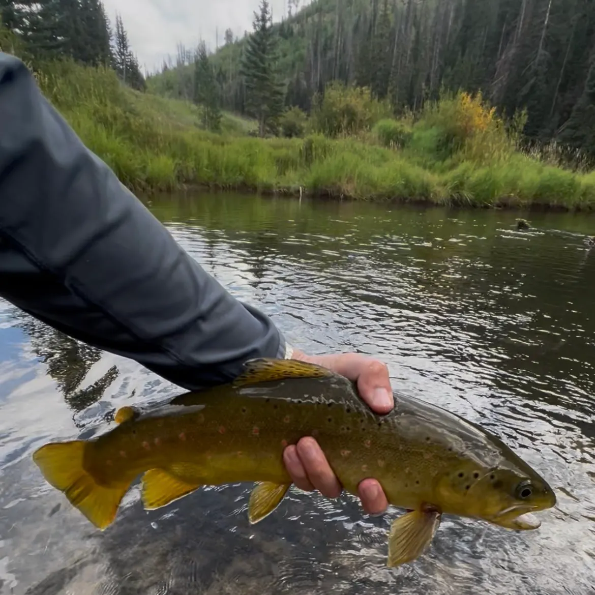 Brown trout caught on Fishbrain