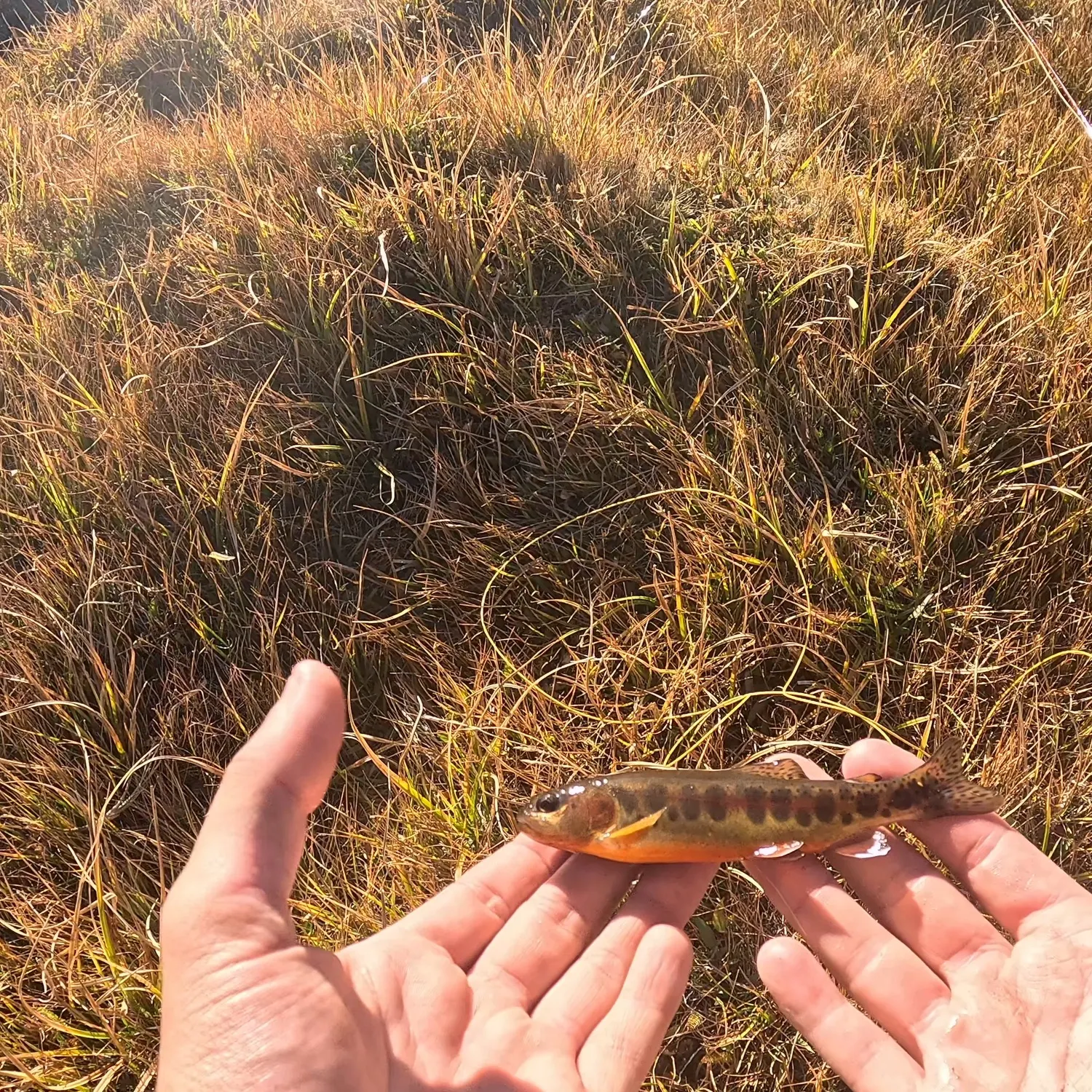 Golden trout caught on Fishbrain