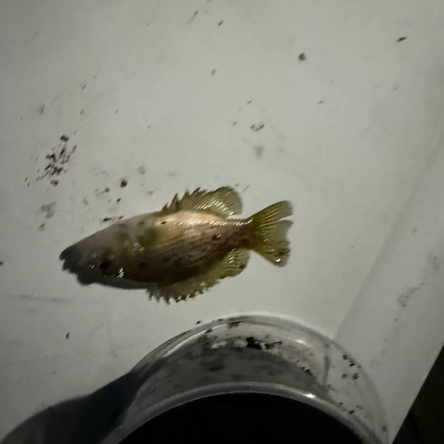 Rock bass caught on Fishbrain