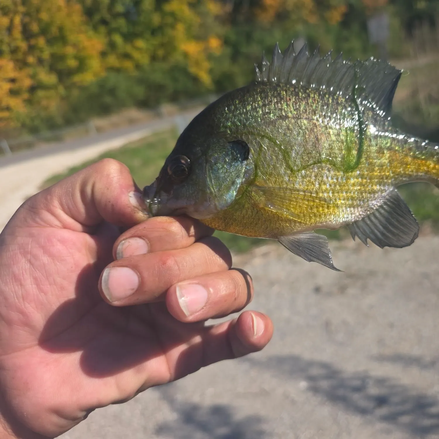 Bluegill caught on Fishbrain