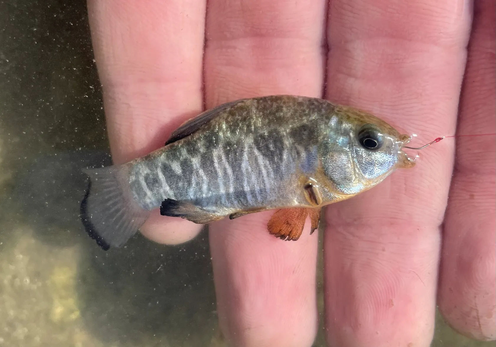 Sheepshead minnow