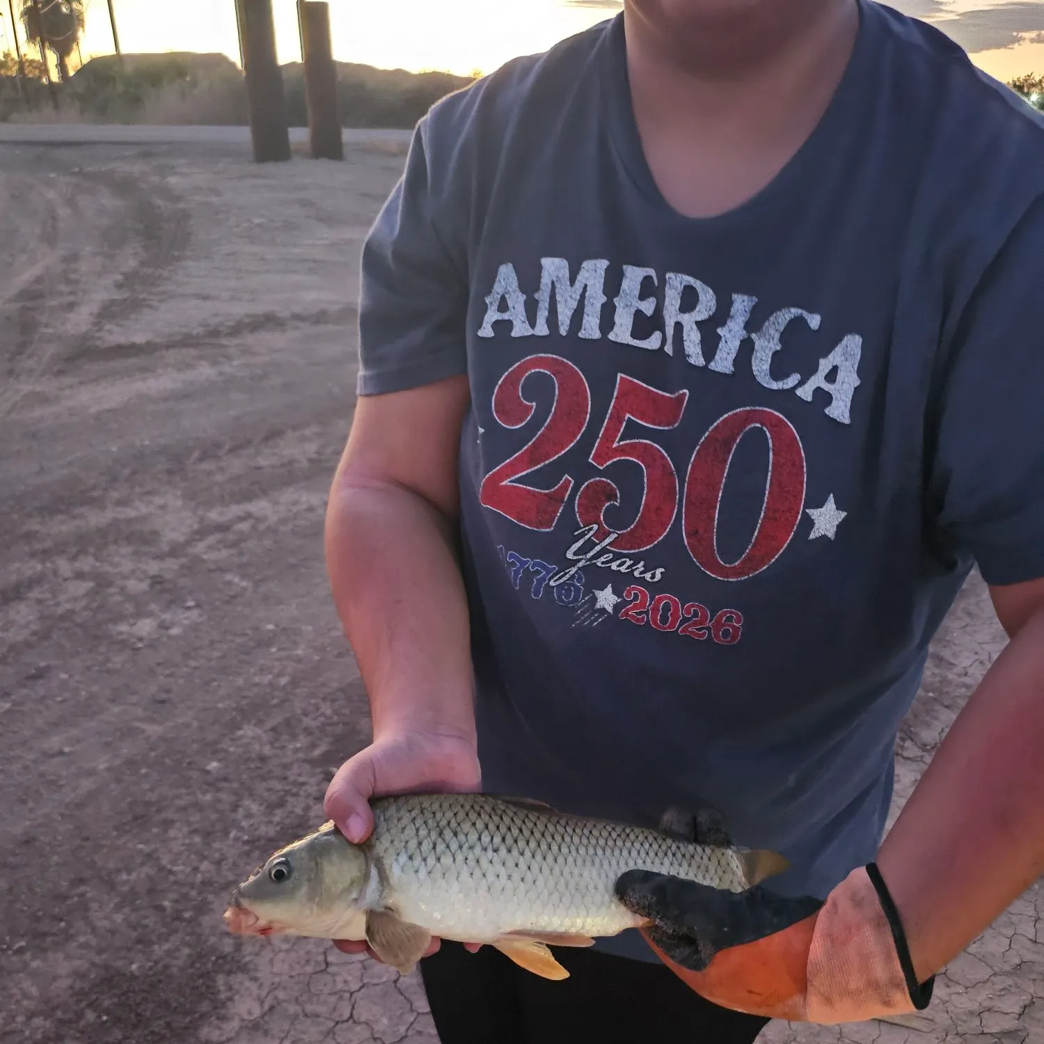 Common carp caught on Fishbrain