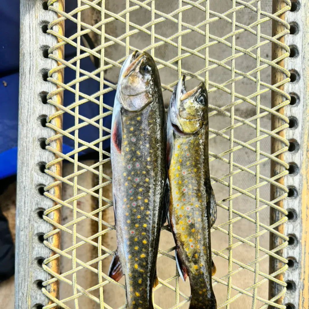 Brook trout caught on Fishbrain