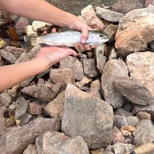 Rainbow trout caught on Fishbrain