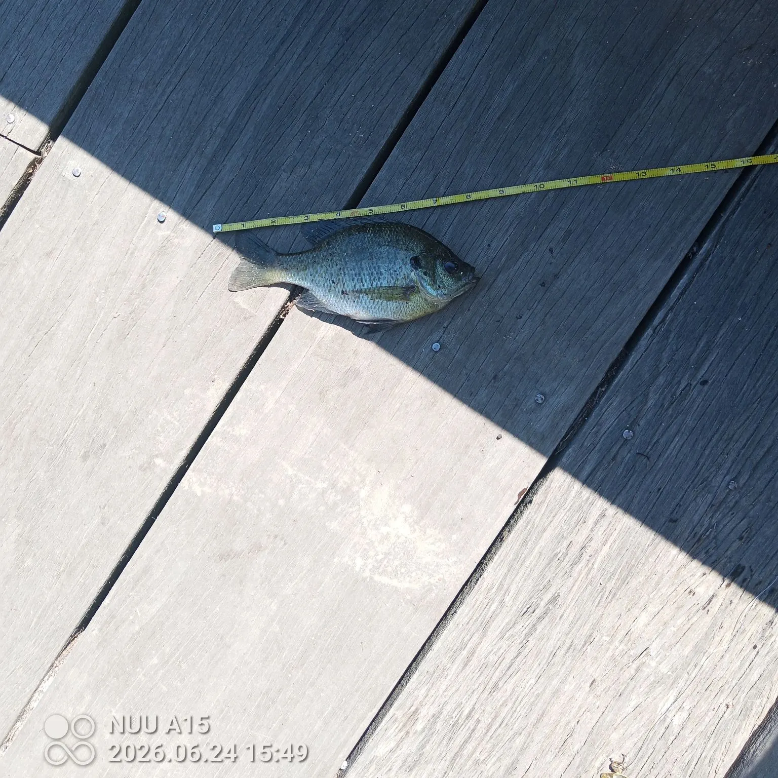 recently logged catches