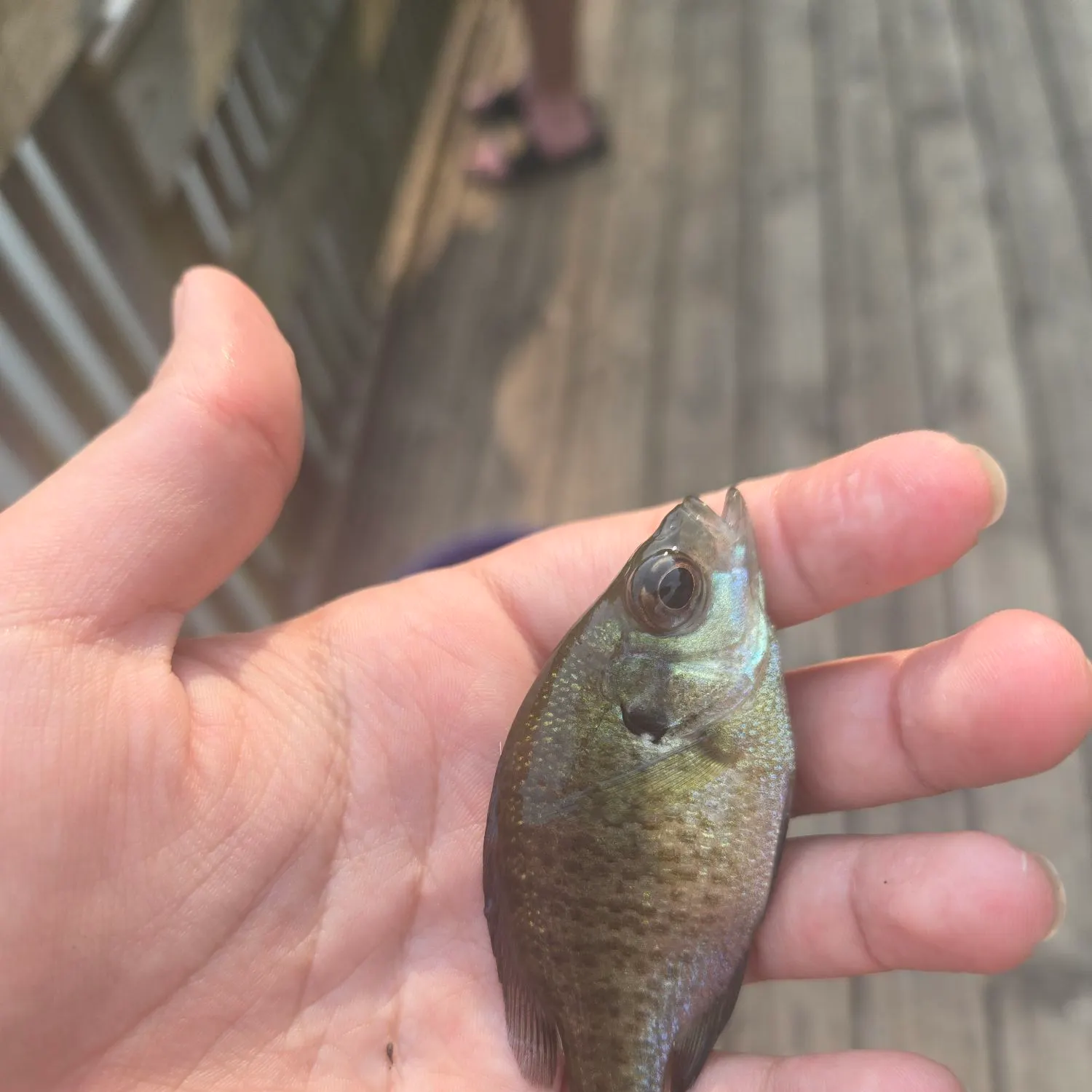 Bluegill caught on Fishbrain