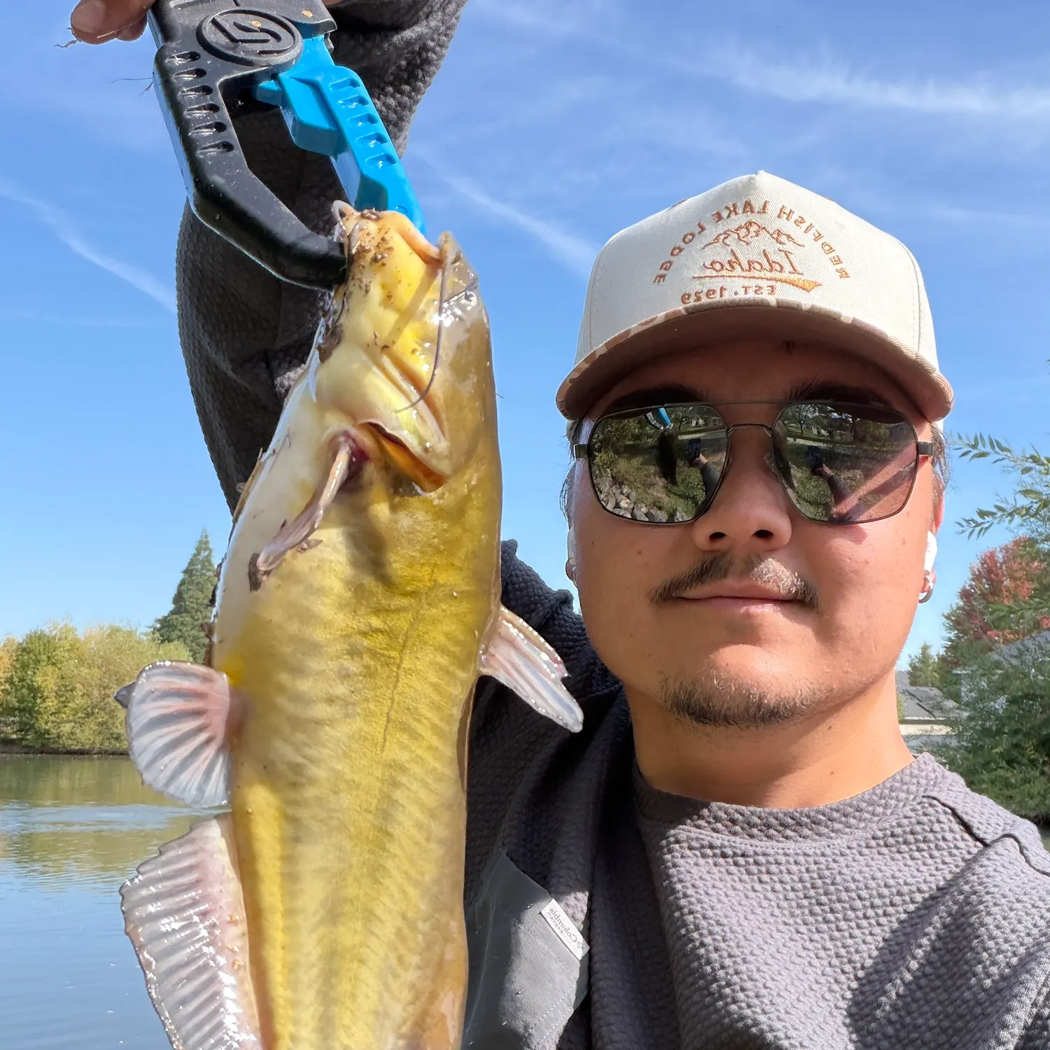 Yellow bullhead caught on Fishbrain