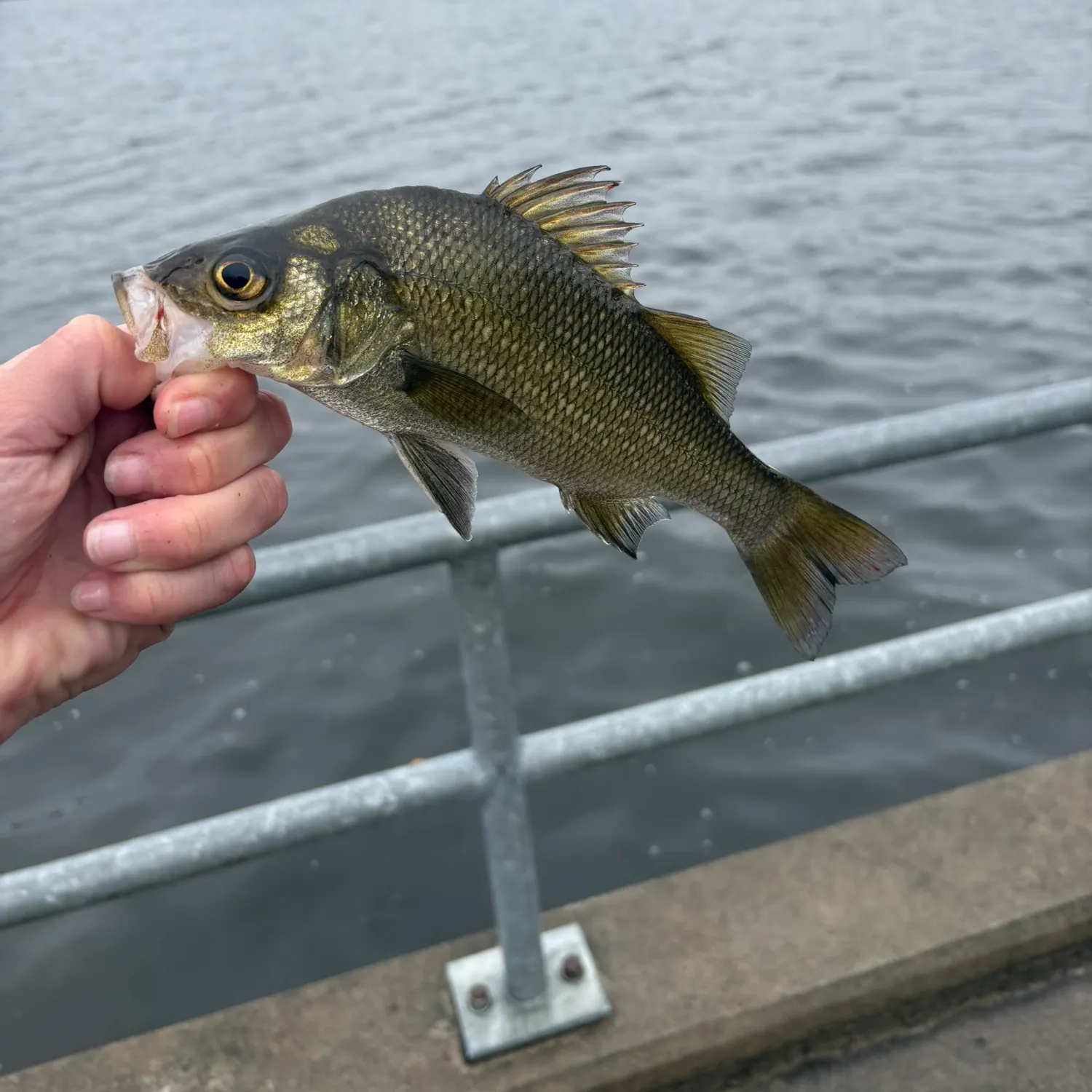 White perch caught on Fishbrain