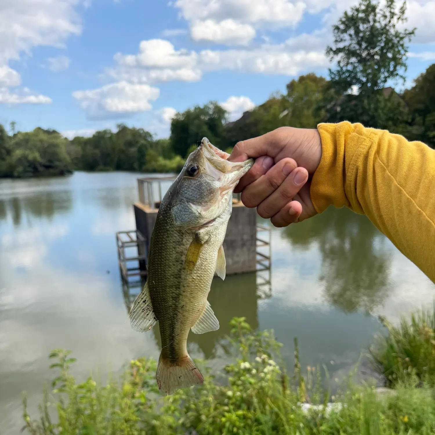 Largemouth bass caught on Fishbrain