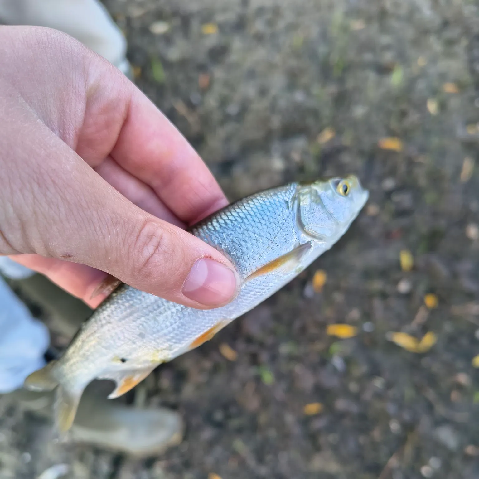 Fish caught on Fishbrain
