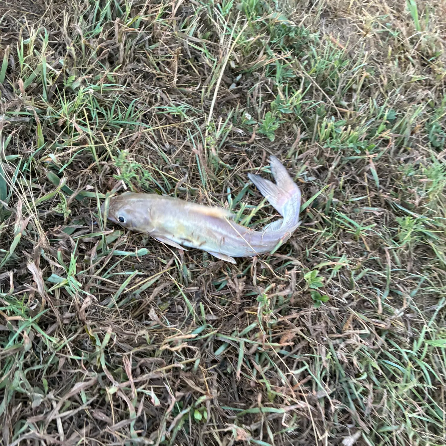 Fish caught on Fishbrain