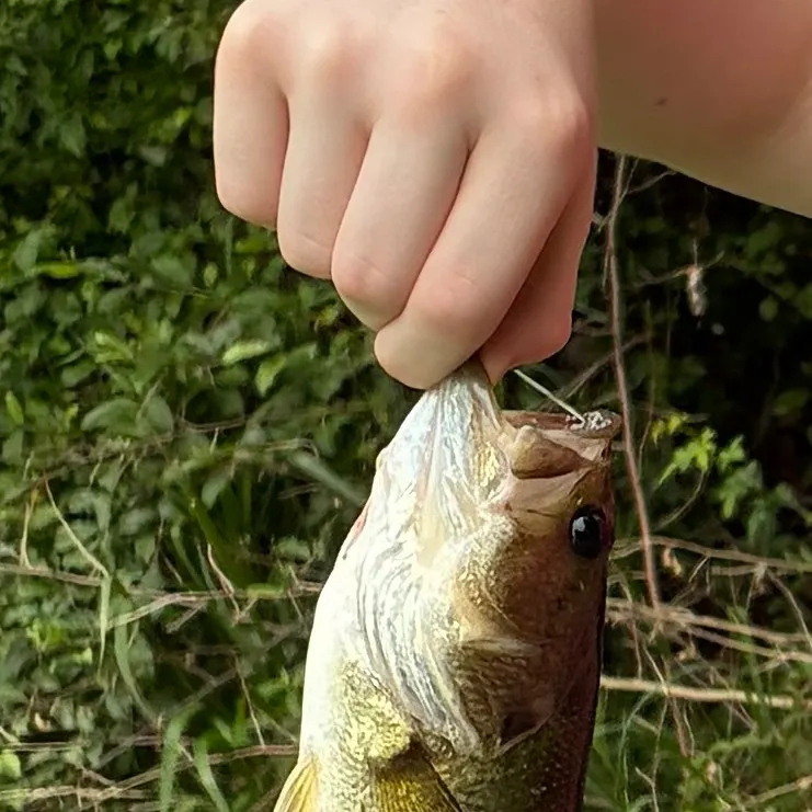 Largemouth bass caught on Fishbrain