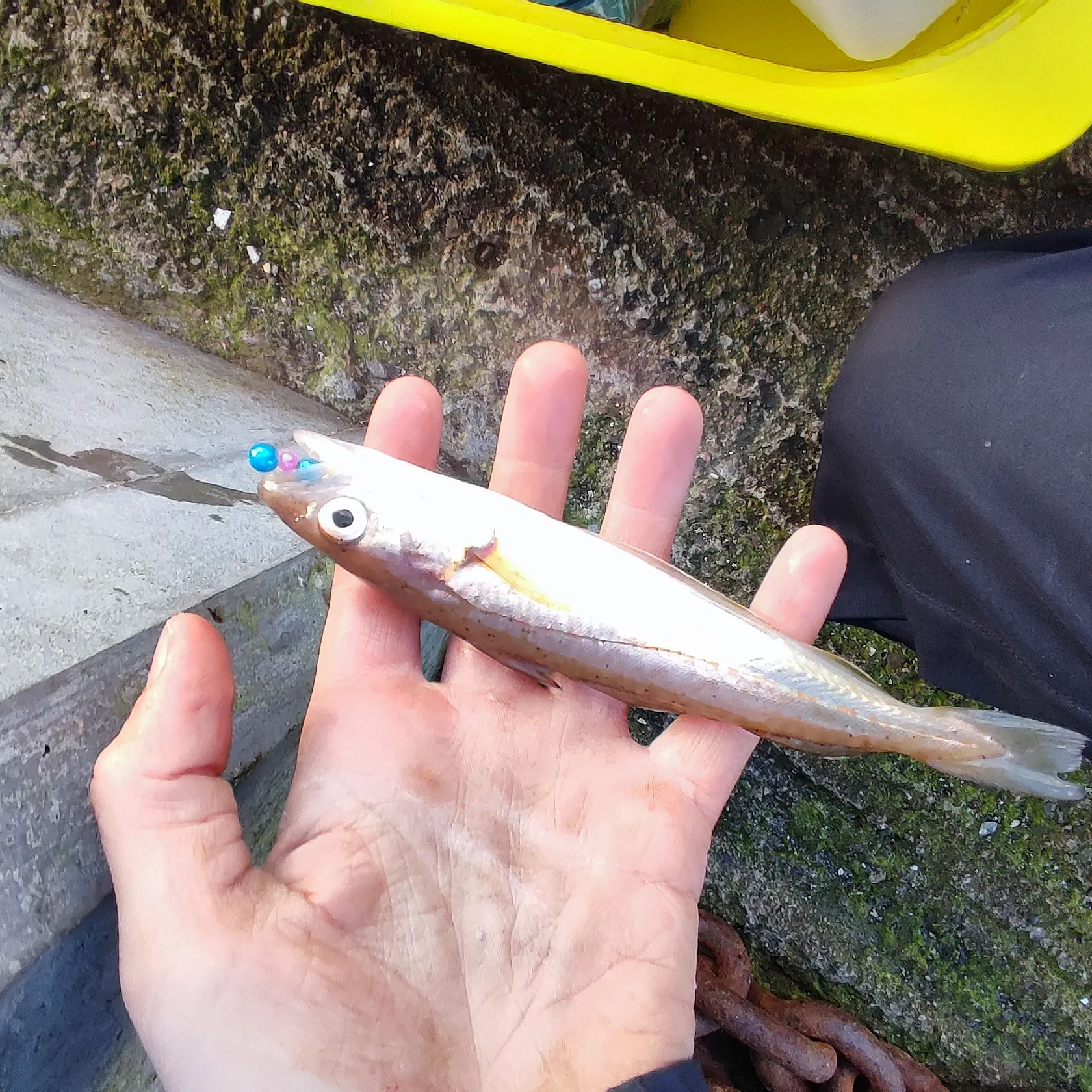 Whiting caught on Fishbrain