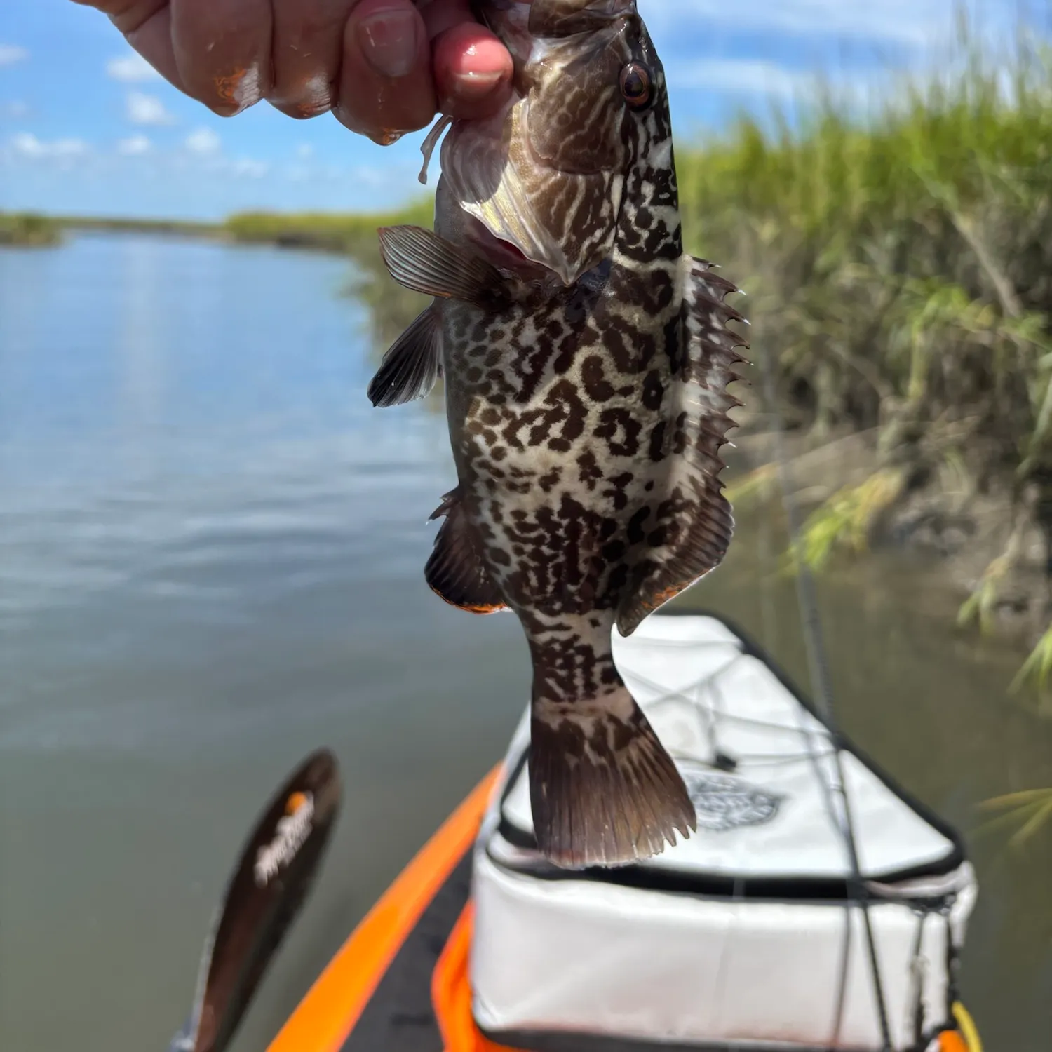 Gag grouper caught on Fishbrain