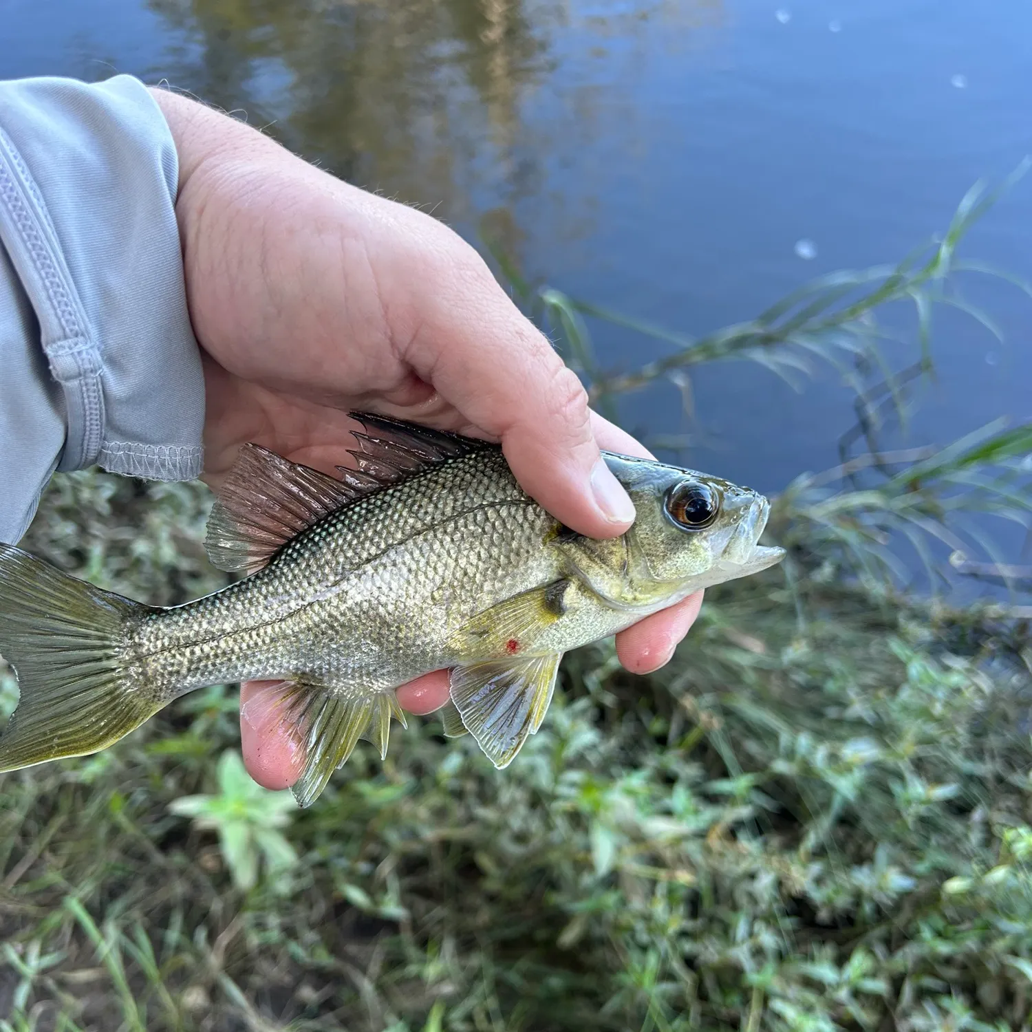 The most recent Australian bass catches on Fishbrain