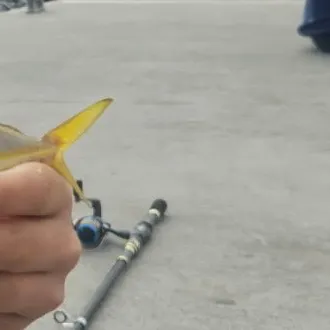 The most recent Atlantic herring catches on Fishbrain