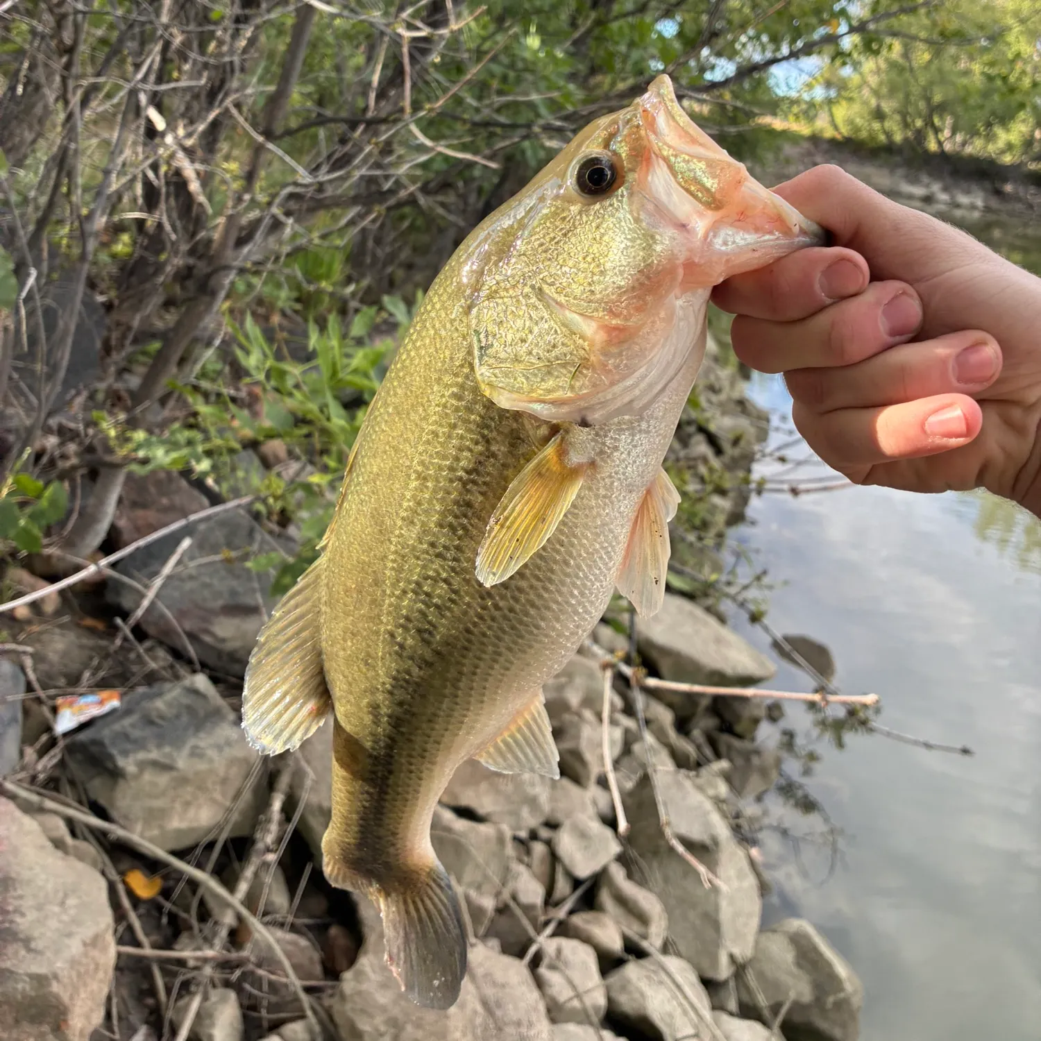 Largemouth bass caught on Fishbrain