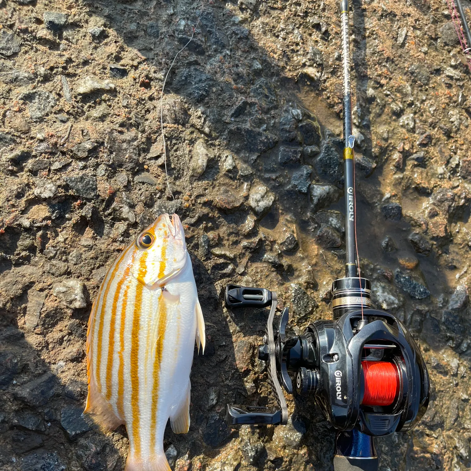 The most recent Spanish flag snapper catches on Fishbrain
