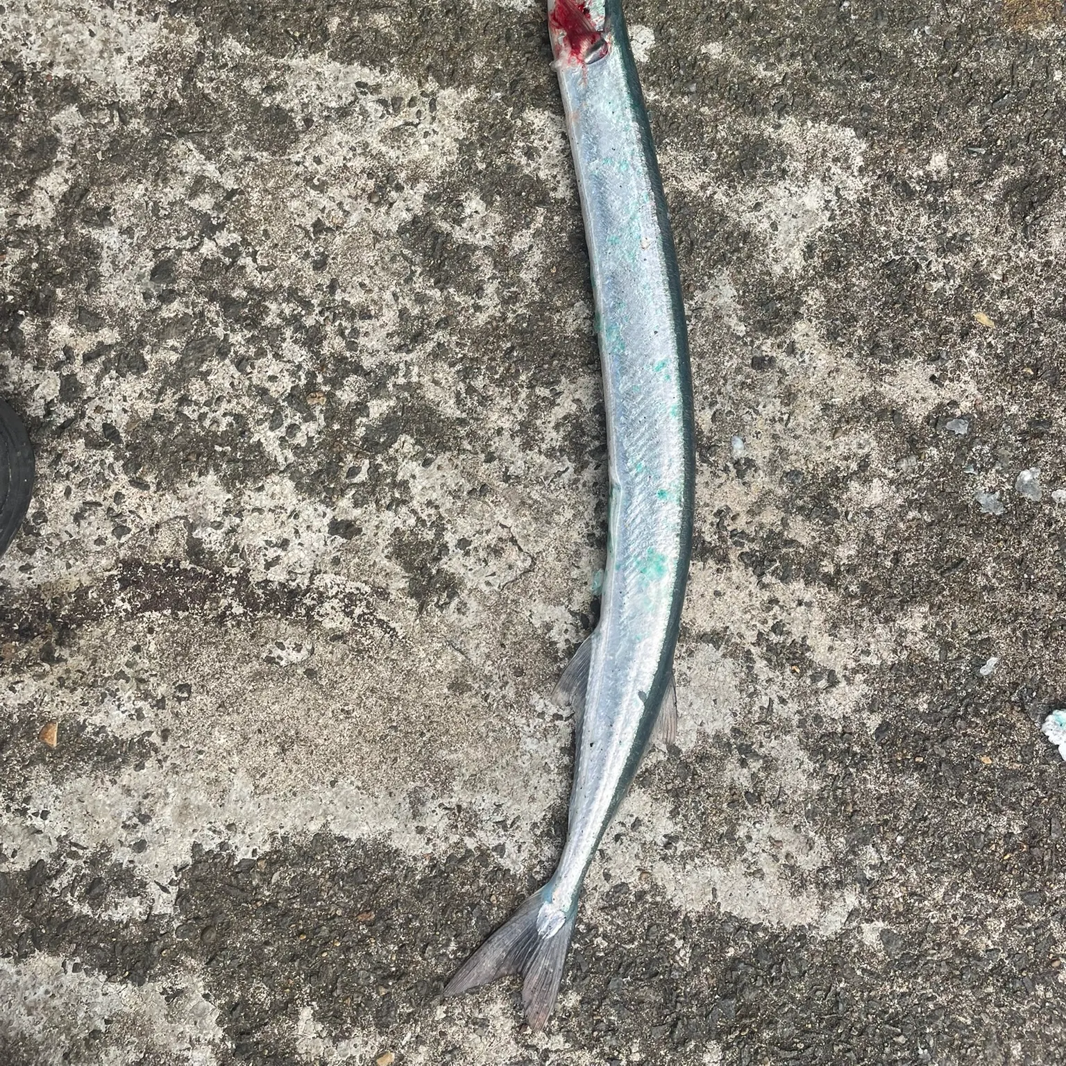 The most recent European garfish catches on Fishbrain