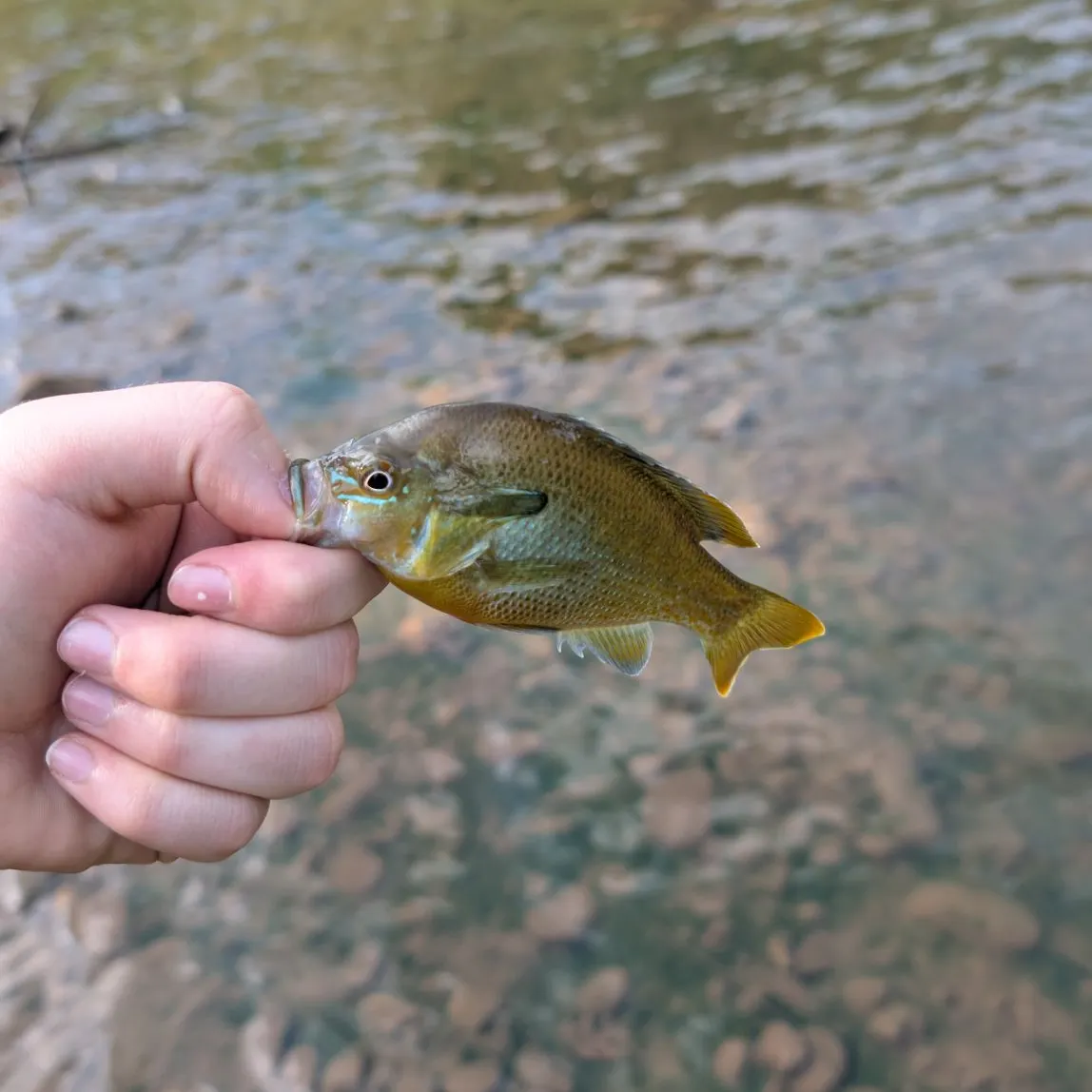Redbreast sunfish caught on Fishbrain