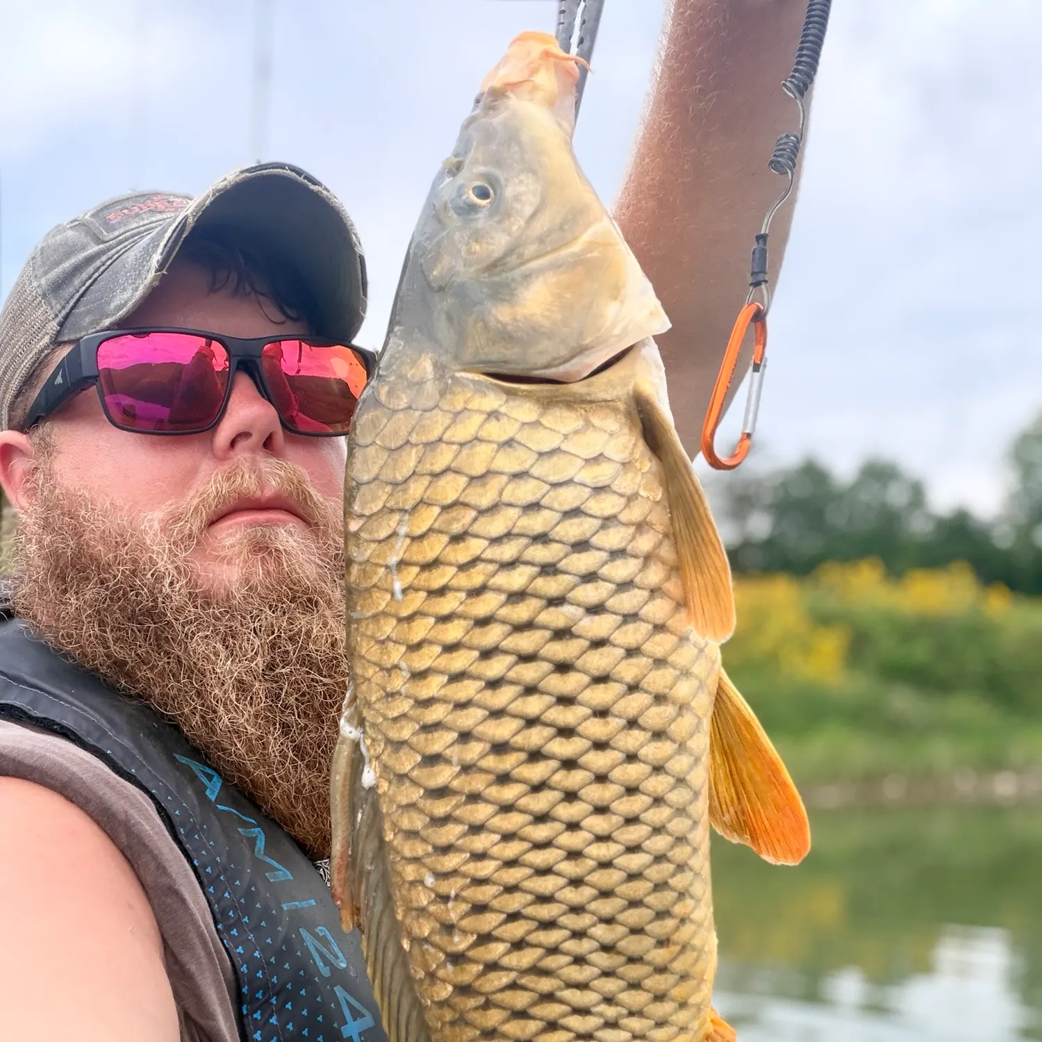 Common carp caught on Fishbrain