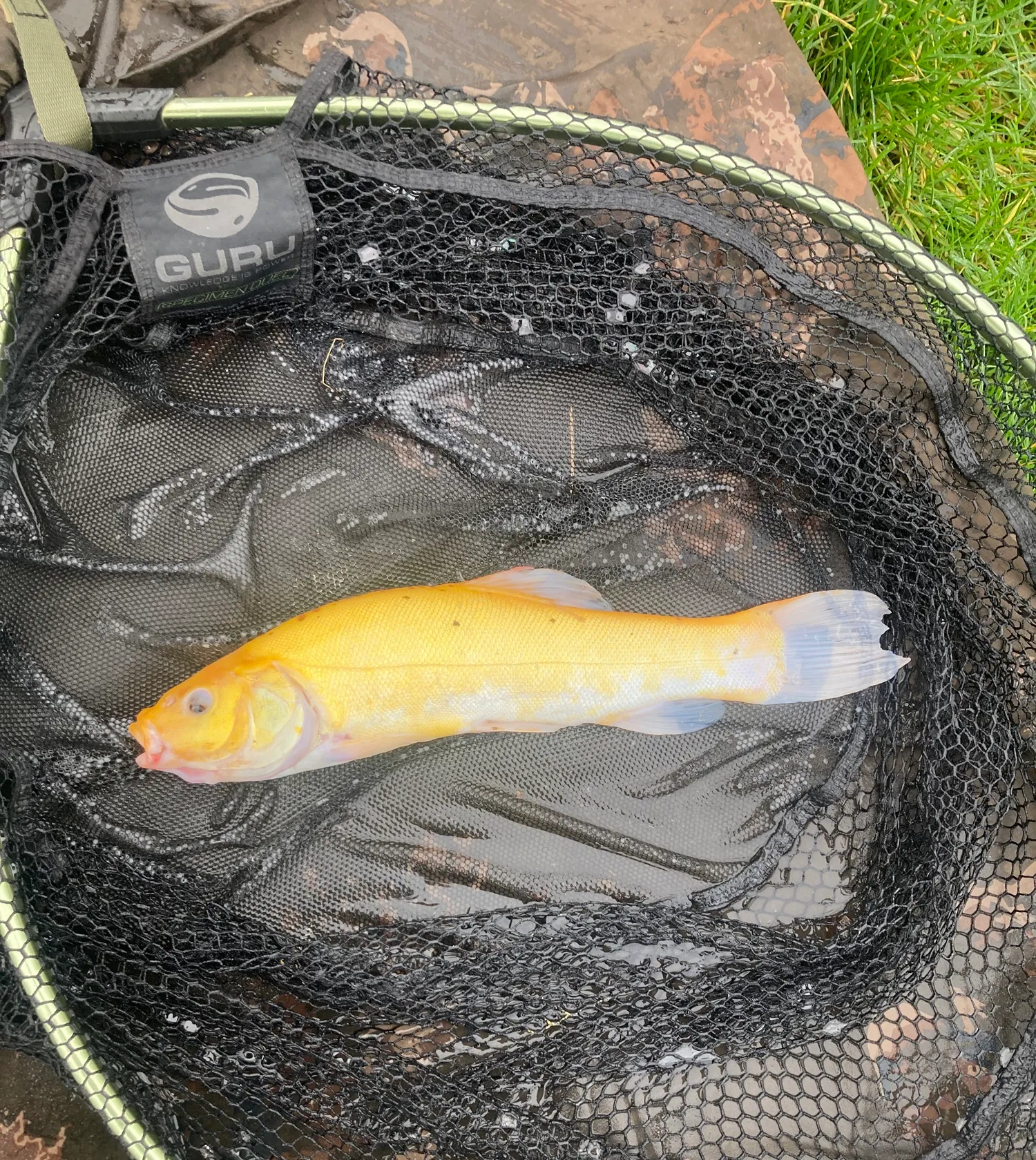 The most popular recent Golden tench catch on Fishbrain