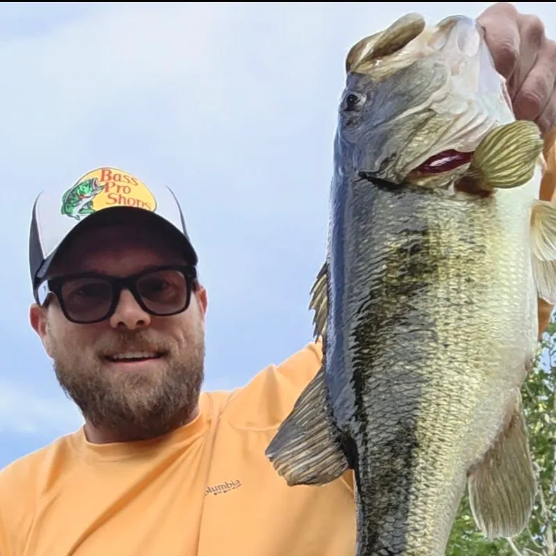 Largemouth bass caught on Fishbrain