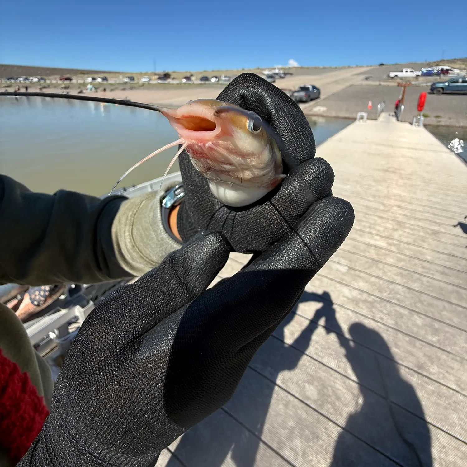 Channel catfish caught on Fishbrain