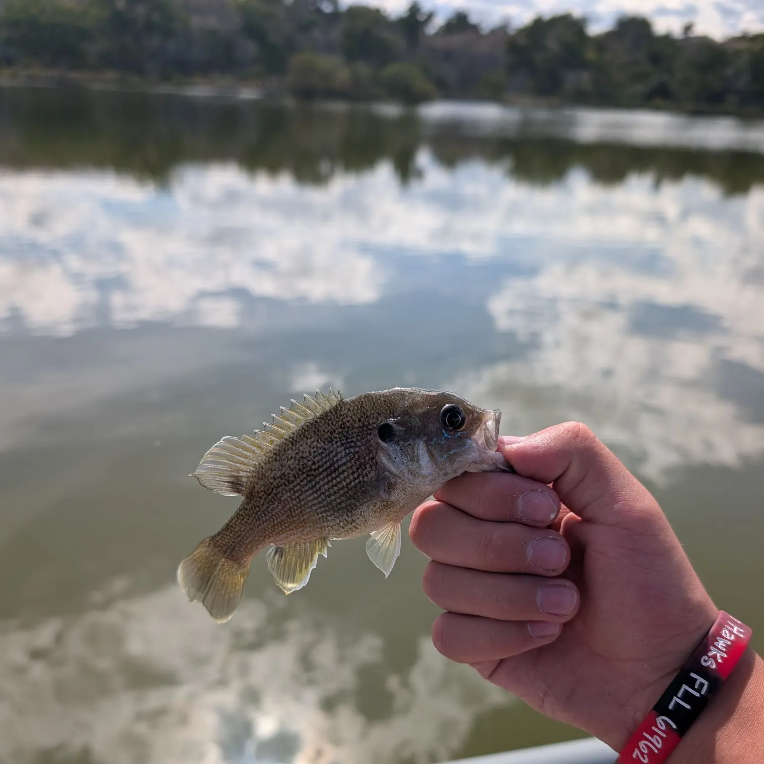 Green sunfish caught on Fishbrain