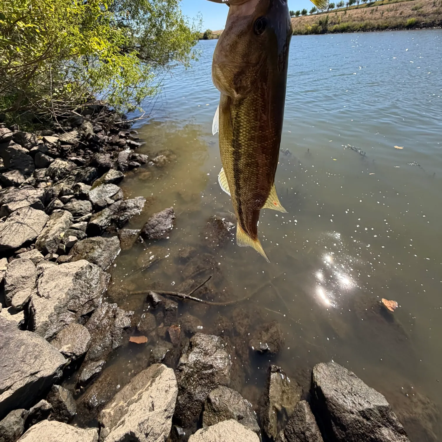 Spotted bass caught on Fishbrain