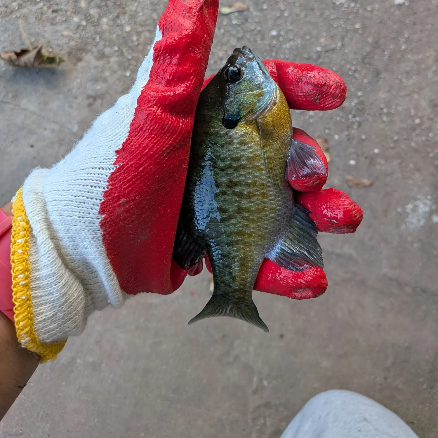 Bluegill caught on Fishbrain