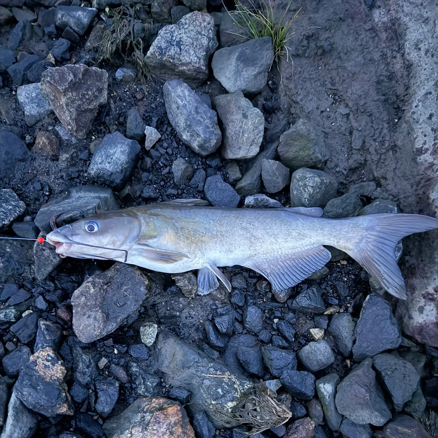 White bullhead caught on Fishbrain