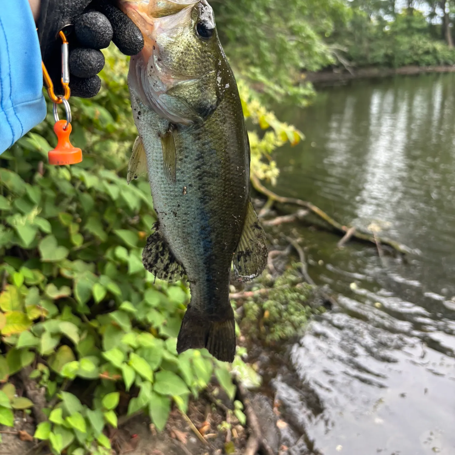 Largemouth bass caught on Fishbrain