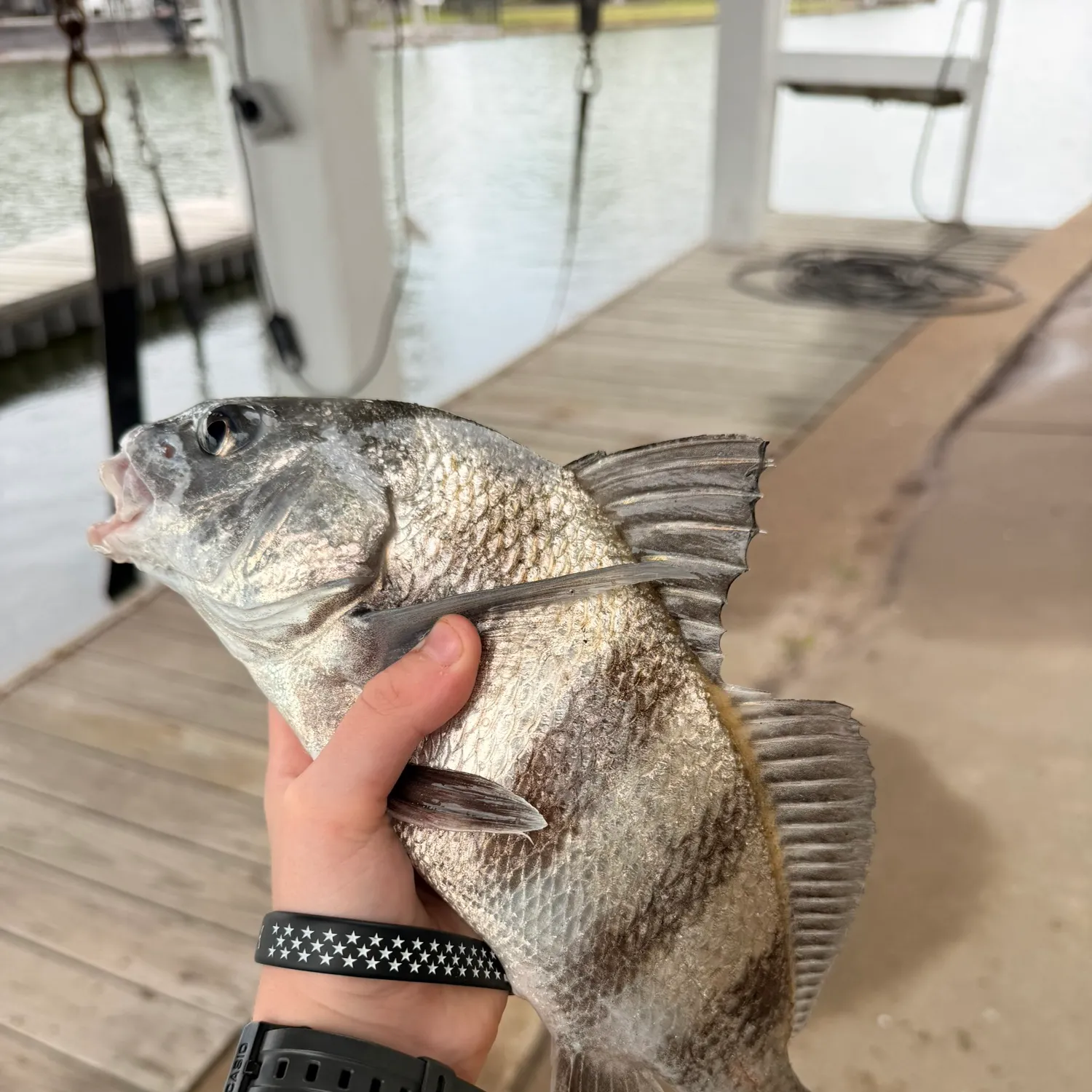 The most recent Black drum catches on Fishbrain