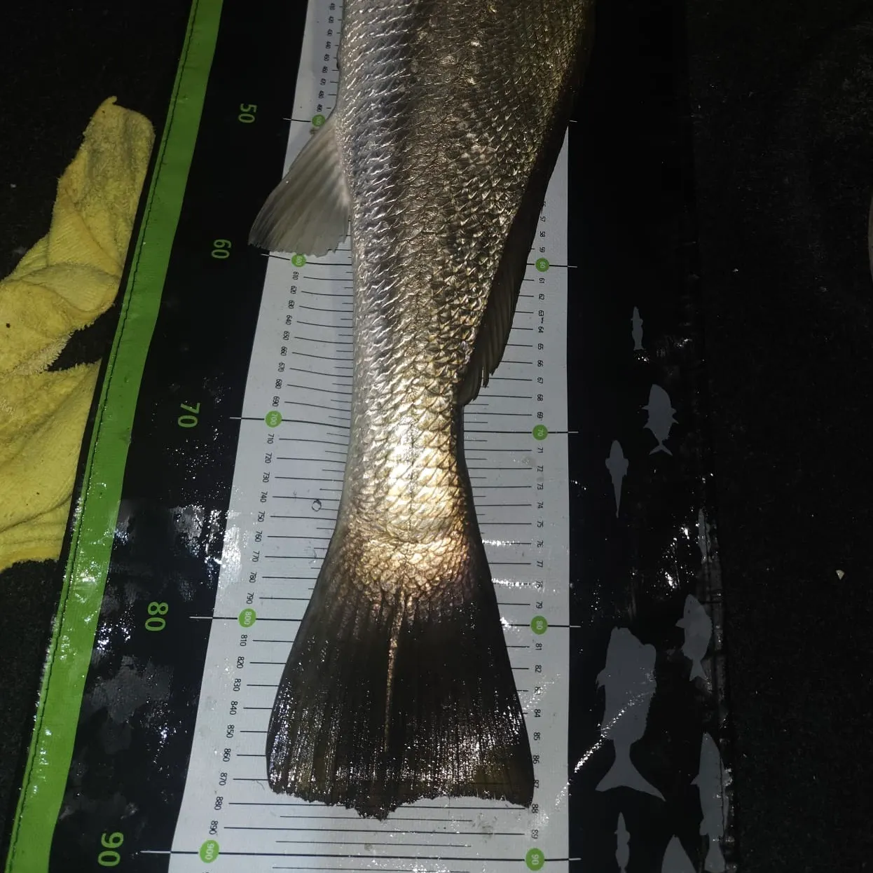 The most recent Japanese meagre catches on Fishbrain