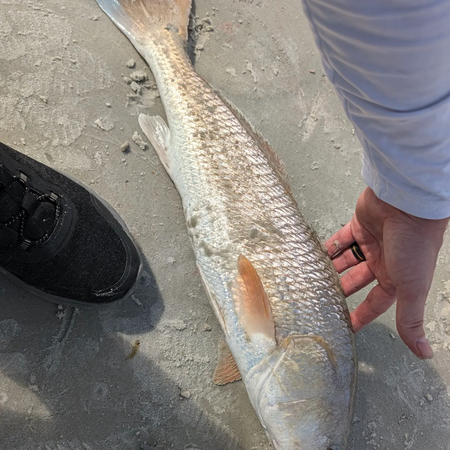 Red drum caught on Fishbrain