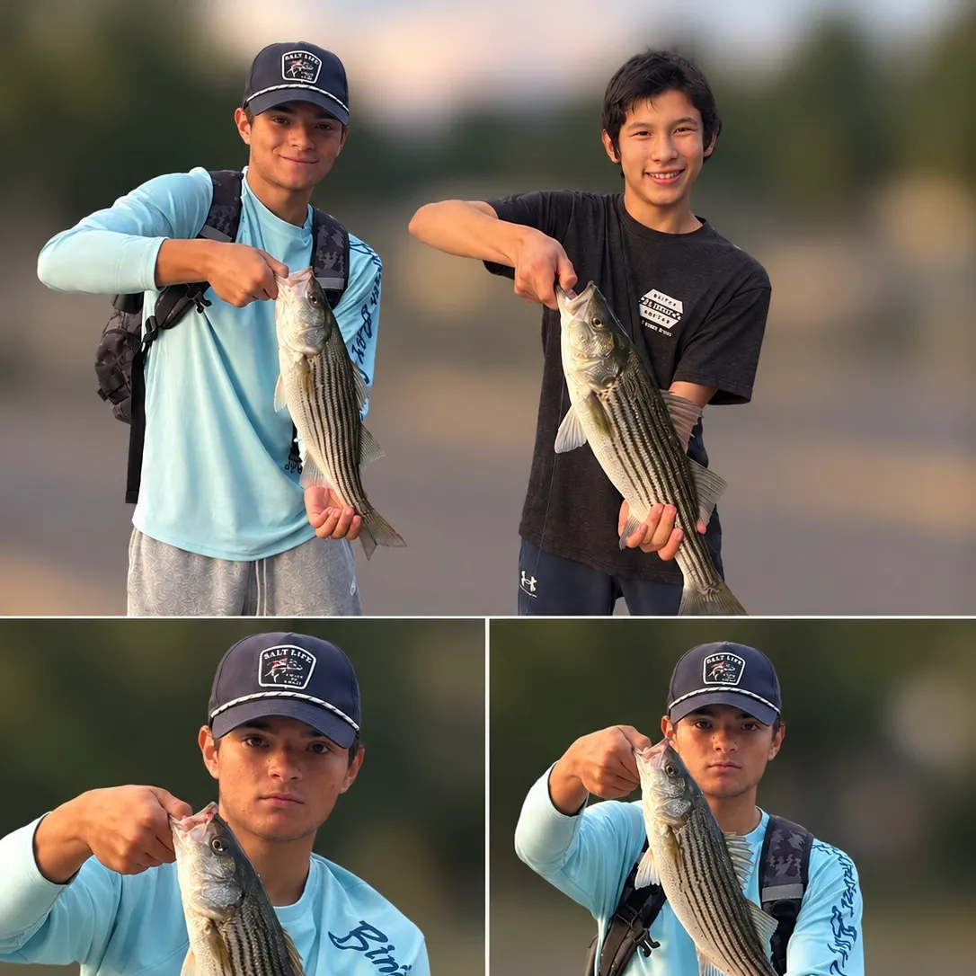 Striped bass caught on Fishbrain