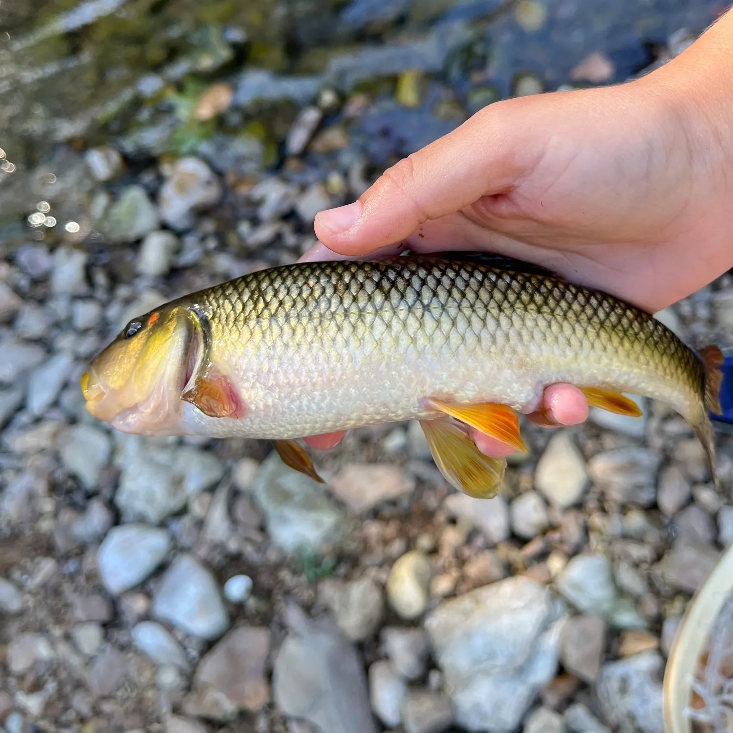 The most recent Eastern creek chubsucker catches on Fishbrain