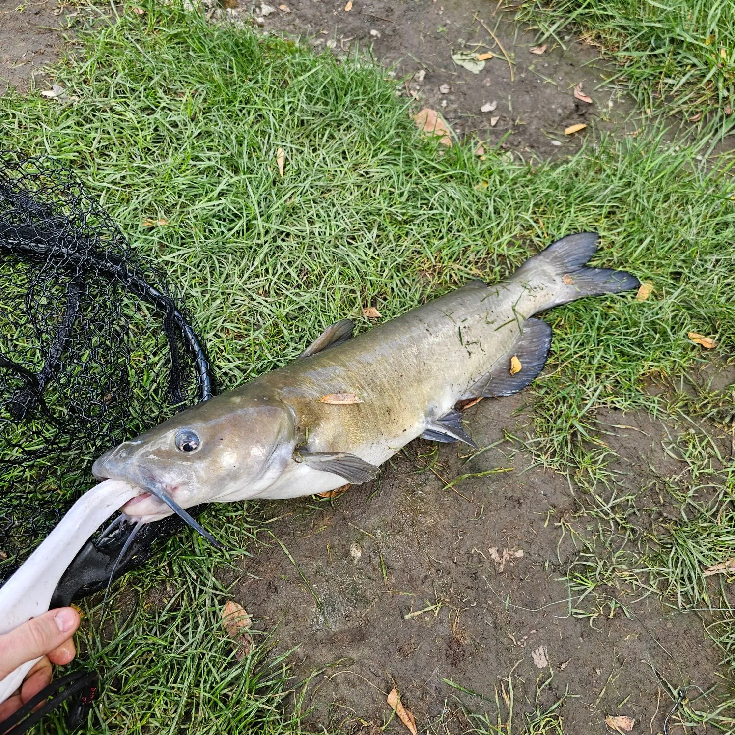 Channel catfish caught on Fishbrain