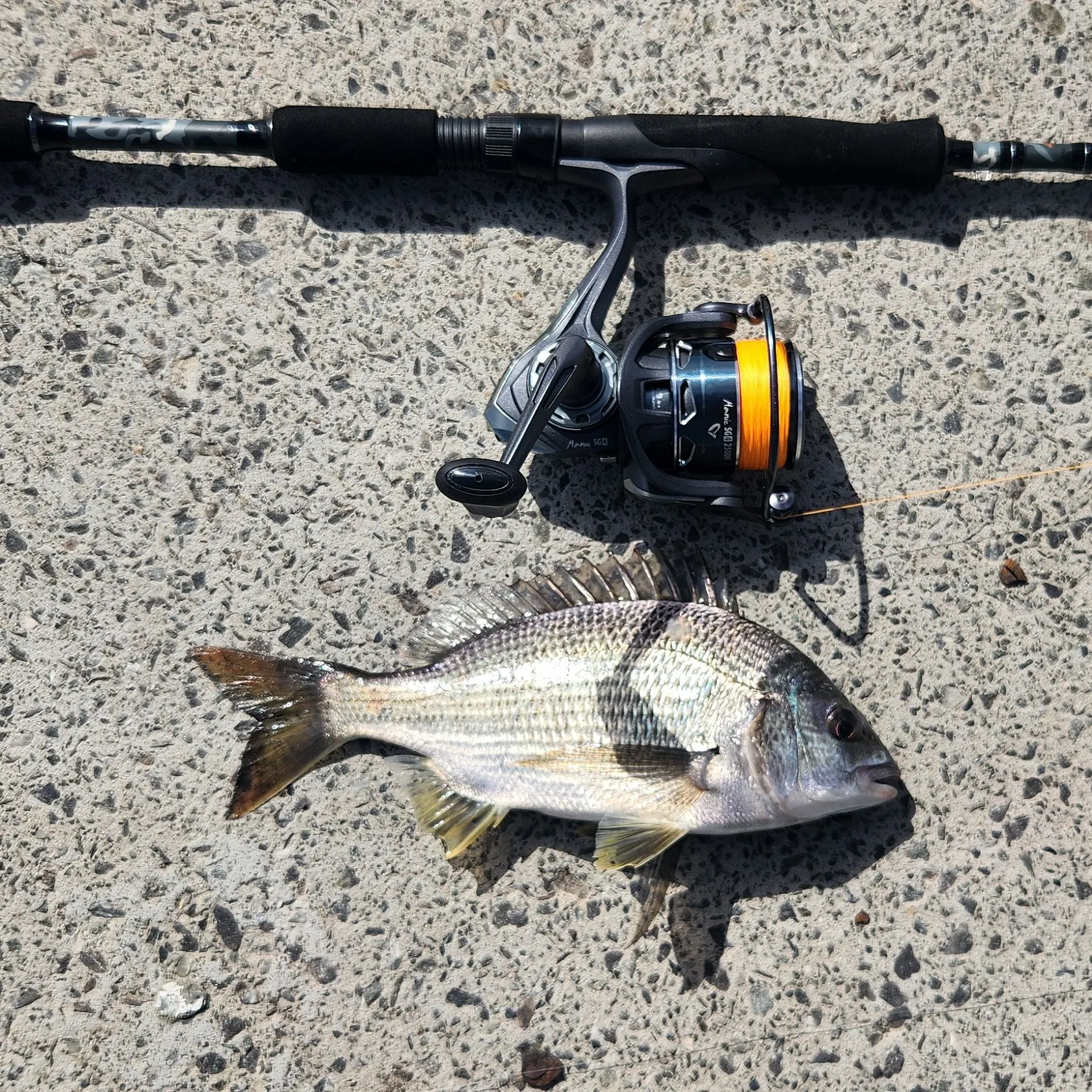 The most recent Surf bream catches on Fishbrain