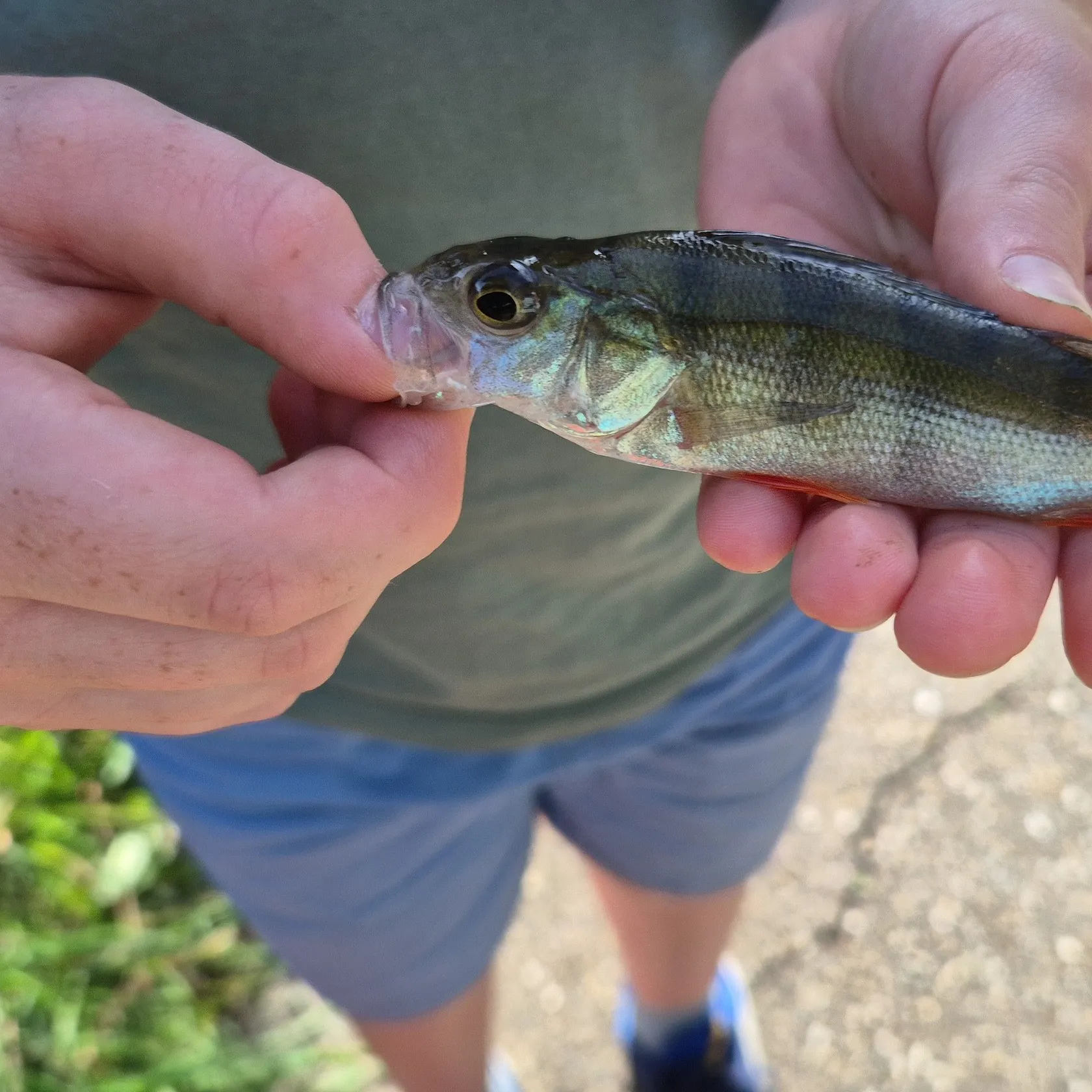 European perch caught on Fishbrain
