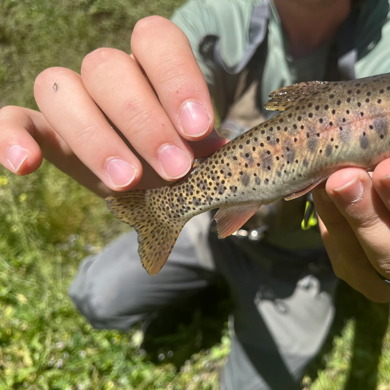 The most recent Bear River cutthroat trout catches on Fishbrain