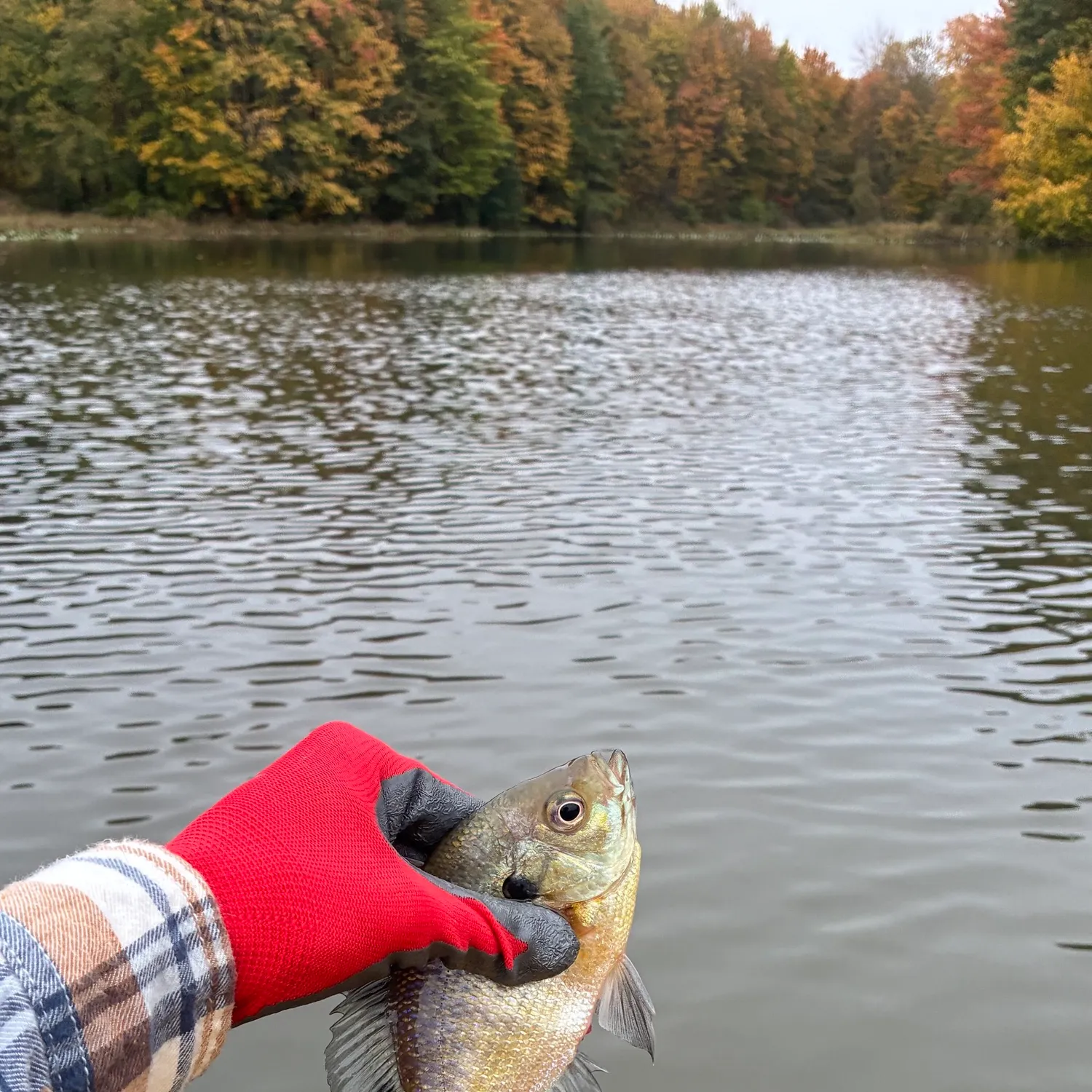 Bluegill caught on Fishbrain