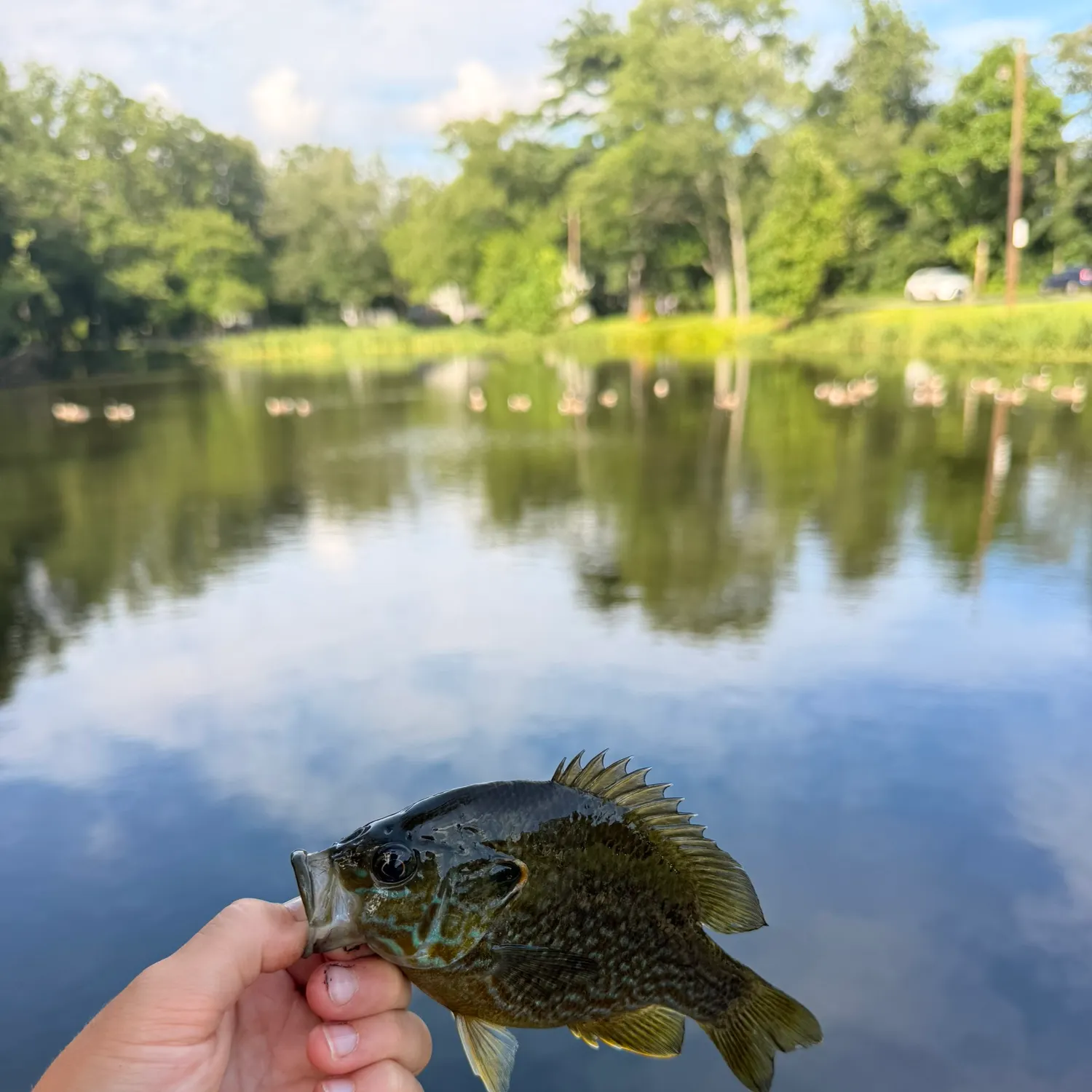 Greengill hybrid caught on Fishbrain